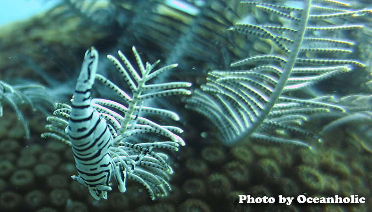 Crinoid shrimp 바다나리 공생 새우.jpg
